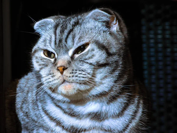 Gri kedi, mermer rengi, İskoç soyu, yakın plan..