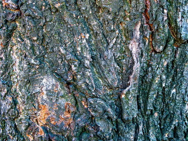 Ιστορικό Τραχιά Επιφάνεια Φλοιού Δέντρου Κοντινό Πλάνο Υφή Του Φυσικού — Φωτογραφία Αρχείου
