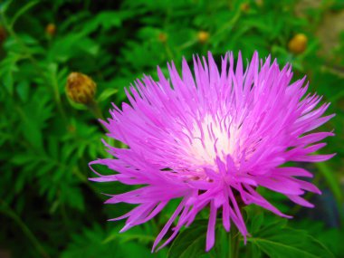 Cornflower (Centaurea montana), Astrovidae familyasından bir bitki cinsidir. Mavi çiçekli süs bahçesi bitkisi..