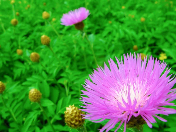 Cornflower (Centaurea montana), Astrovidae familyasından bir bitki cinsidir. Mavi çiçekli süs bahçesi bitkisi..
