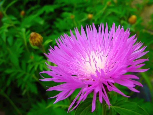 Cornflower Centaurea Montana Slekt Ettårige Flerårige Urteplanter Familien Astrovidae Eller – stockfoto