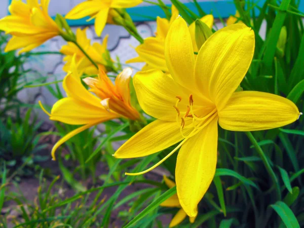 Желтая Желтая Лилия Цветоносная Трава Виды Рода Liliaceae Семейства Liliaceae — стоковое фото