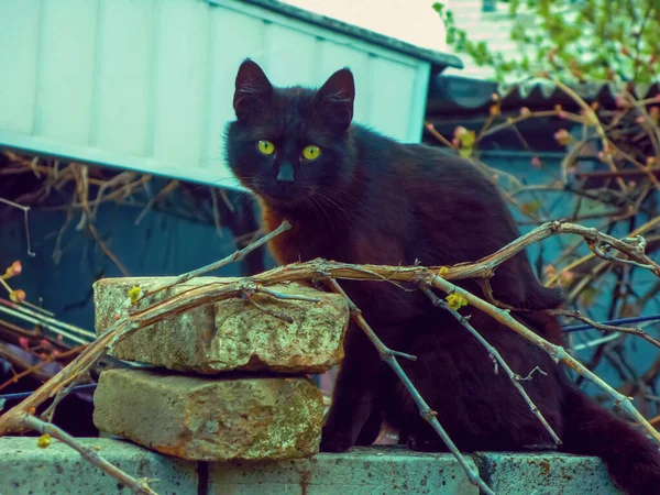Sarı manyetik gözlü evcil bir siyah kedi tuğla bir çitin üzerinde oturur. Sarı gözlü kara bir kedinin ciddi ve dikkatli bakışları.