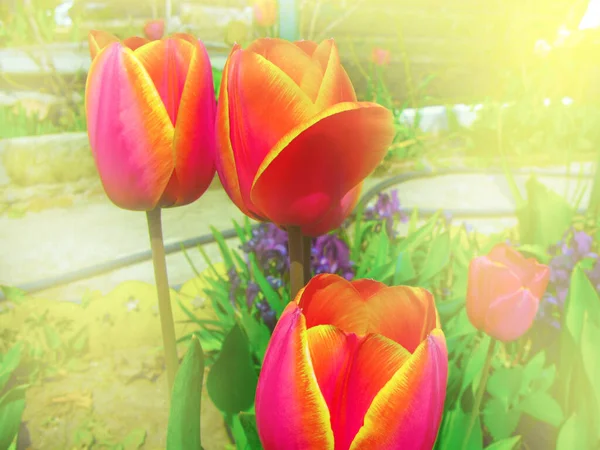 Bahçeye yakın kırmızı-sarı laleler. Lale, Liliaceae familyasından uzun ömürlü bir bitki cinsidir..