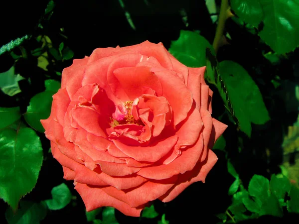 Bahçede pembe çay tomurcuğu. Çalı üzerinde gül tomurcuğu yakın plan. Tıbbi çay yapmak için gül yaprakları. Gül çayı..