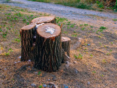 Testere ağacı ve onun kalan gövdesi. Kesilmiş sandığın kalıntıları. Bir kütükte testere izleri var. Çevresel hasar.