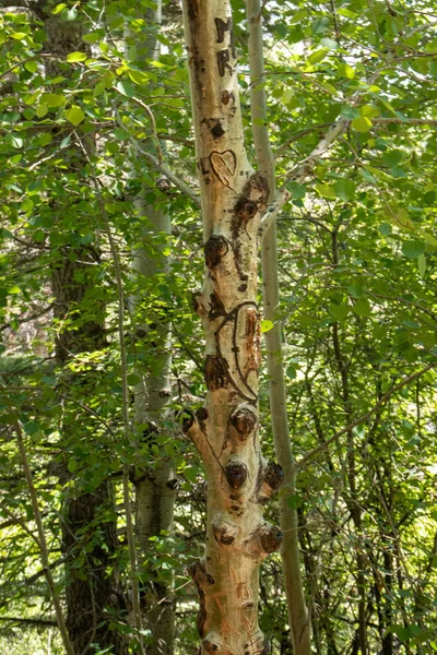 Árvores Aspen Groves Ingestão Muito Relaxante — Fotografia de Stock