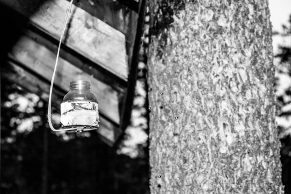 Blanco Negro Foto Árbol Linterna Vieja — Foto de Stock