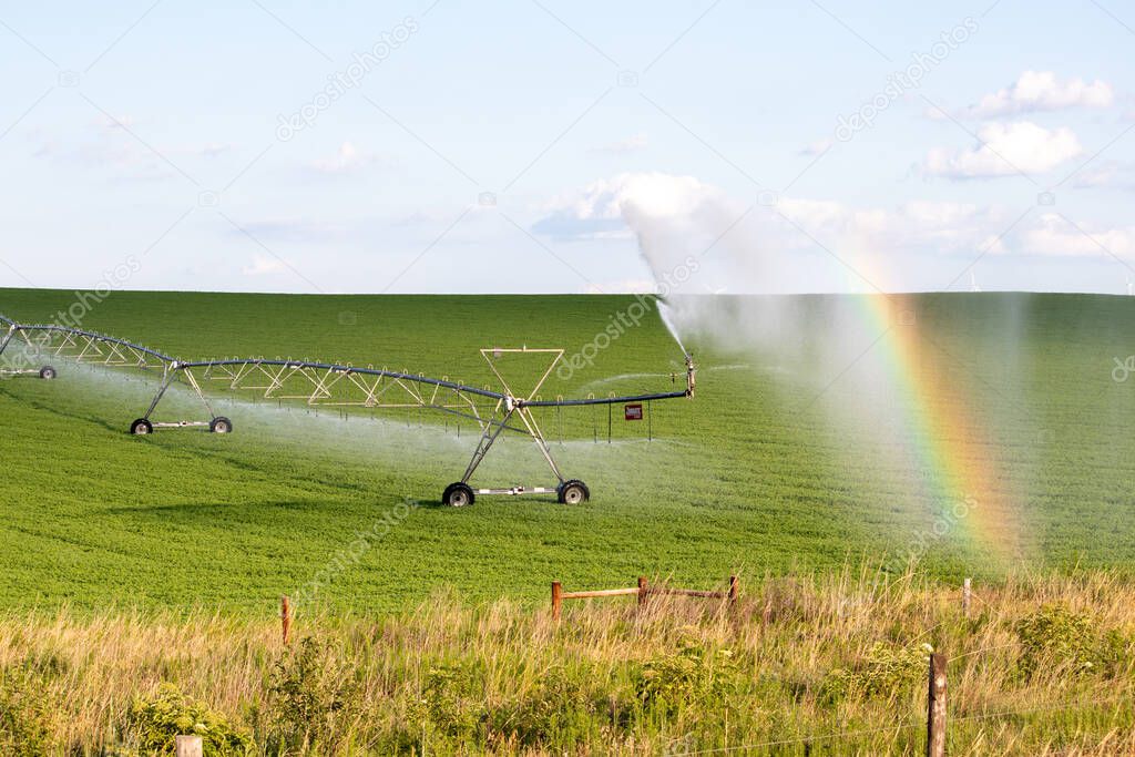 Pivot running in field with beauful rainbow on sunny day 