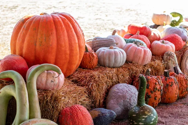 Vooraanzicht Van Farmers Market Ground Van Pompoenen Een Hooibaal Hoge — Stockfoto