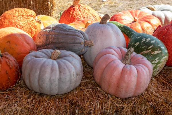 Front View Farmers Market Ground Pumpor Hay Bale Högkvalitativt Foto — Stockfoto