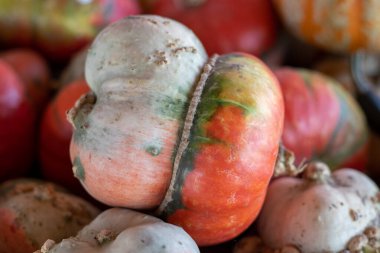 Türban Kabağı 'nın yakın açılı görüntüsü. Yüksek kalite fotoğraf