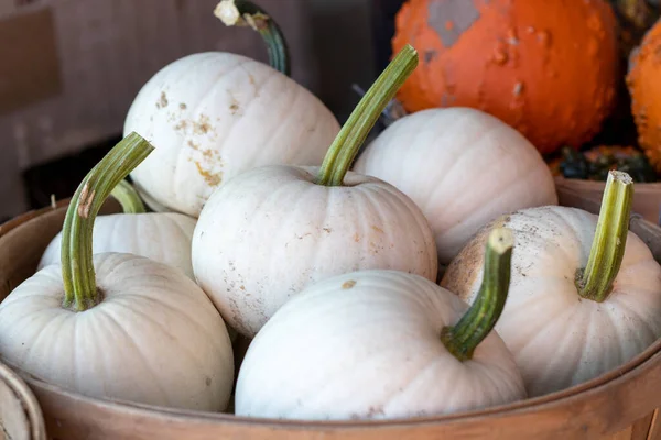 Närbild Farmers Market Basket Full Vita Pumpor Högkvalitativt Foto — Stockfoto