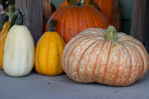 Front View Farmers Market Group Pumpkins High Quality Photo — Stock Photo, Image