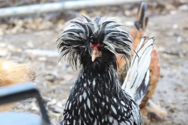 Polonyalı Bantam Horoz Arka Bahçesi Tavuk Kafası şutu. Yüksek kalite fotoğraf