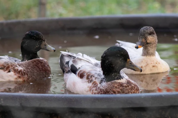 Snowy Call Ducks Nadando Esa Pequeña Piscina Foto Alta Calidad — Foto de Stock