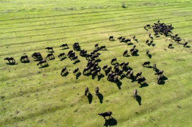 Buffalo Nehri'nde Kuzey Yunanistan Strymon güneşli bir günde otlatma. Drone ile hava atış