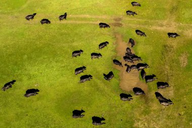 Buffalo Nehri'nde Kuzey Yunanistan Strymon güneşli bir günde otlatma. Drone ile hava atış