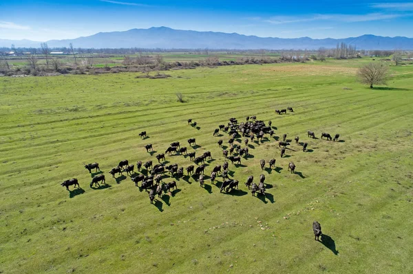 Buffalo Pastando Junto Río Strymon Norte Grecia Día Soleado Disparo — Foto de Stock