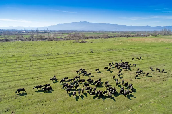 Buffalo Grazing Next River Strymon Northern Greece Sunny Day Aerial — Stock Photo, Image