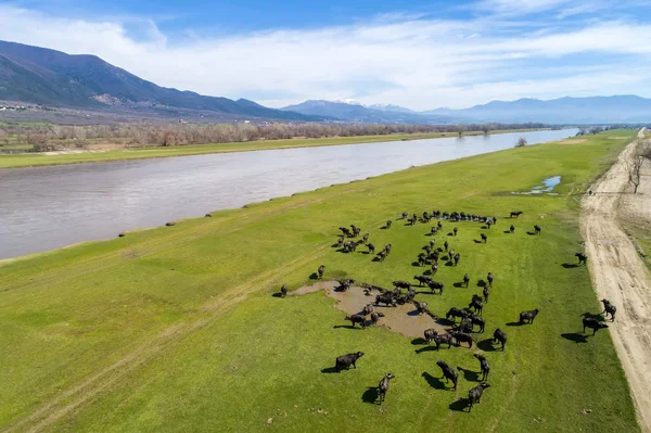 Buffalo Pastando Lado Rio Strymon Norte Grécia Dia Ensolarado Tiro — Fotografia de Stock