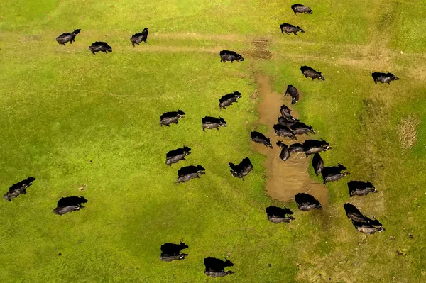 Buffalo Nehri Nde Kuzey Yunanistan Strymon Güneşli Bir Günde Otlatma — Stok fotoğraf