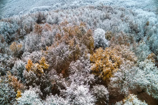 希腊北部 Vermio 地区雪林鸟图 用无人机从上面拍摄 两个季节 冬季和秋季场景 — 图库照片