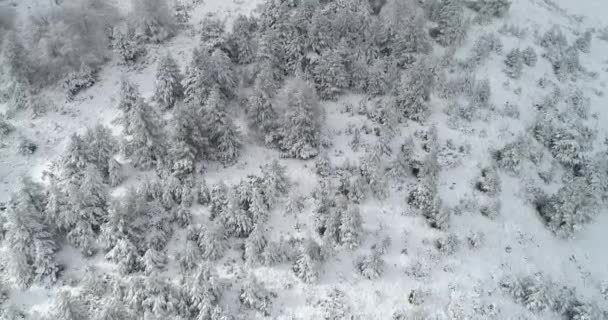 Vue Aérienne Forêt Enneigée Dans Région Vermio Dans Nord Grèce — Video