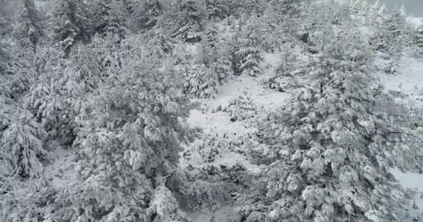 Veduta Aerea Della Foresta Innevata Nella Zona Vermio Nel Nord — Video Stock