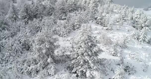 Flygfoto Över Snöiga Skogen Området Vermio Norra Grekland Tagna Från — Stockvideo