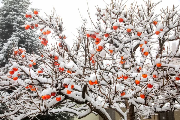 Fruits Prunier Date Diospyros Lotus Avec Premier Sno — Photo