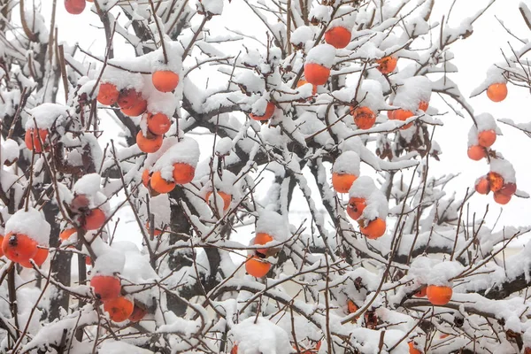 Fruits Prunier Date Diospyros Lotus Avec Premier Sno — Photo