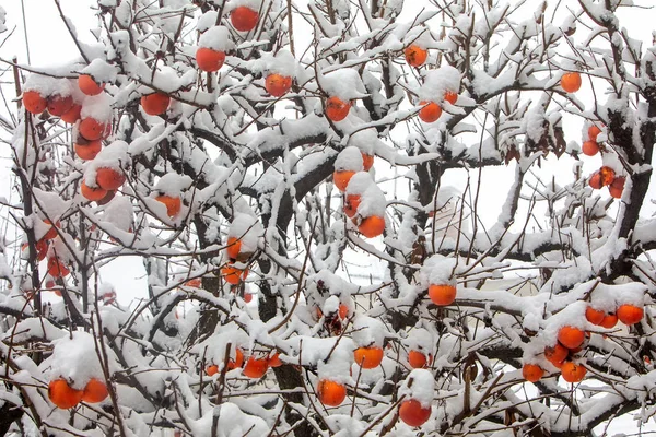 Fruits Prunier Date Diospyros Lotus Avec Premier Sno — Photo