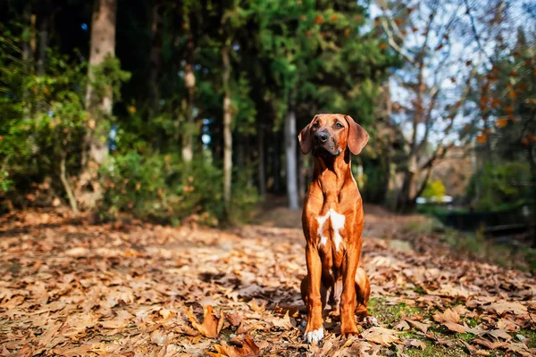 Porträtt Rhodesian Ridgeback Hund — Stockfoto