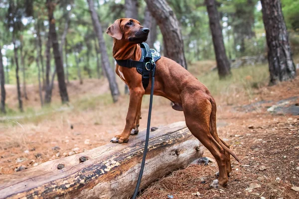Portrait Rhodesian Ridgeback Dog — Stock Photo, Image