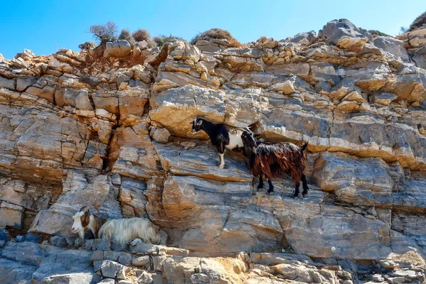 Amorgos Adası Kiklad Adaları Yunanistan Kayalarda Tırmanmaya Keçi — Stok fotoğraf