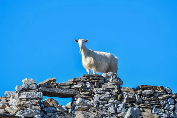 Cabras Que Escalan Las Rocas Isla Amorgos Grecia Cicladas —  Fotos de Stock