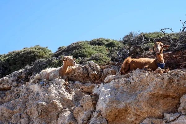 Amorgos Adası Kiklad Adaları Yunanistan Kayalarda Tırmanmaya Keçi — Stok fotoğraf