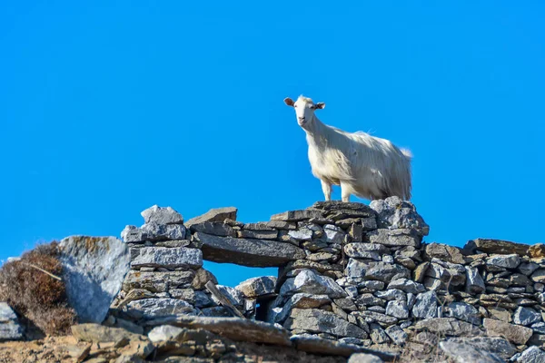 山羊谁爬上在阿莫戈斯岛的岩石 希腊的自行车 — 图库照片