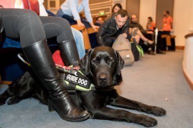 Thessaloniki, Yunanistan - 9 Mart 2018: rehber köpek Zannas sinemada güneşlikler için özel bir tarama sırasında sinema oturan ile kör adam