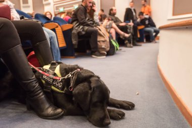 Thessaloniki, Yunanistan - 9 Mart 2018: rehber köpek Zannas sinemada güneşlikler için özel bir tarama sırasında sinema oturan ile kör adam