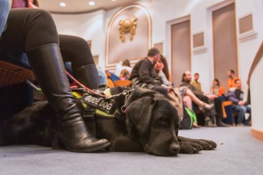Thessaloniki, Yunanistan - 9 Mart 2018: rehber köpek Zannas sinemada güneşlikler için özel bir tarama sırasında sinema oturan ile kör adam