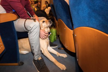 Thessaloniki, Yunanistan - 9 Mart 2018: rehber köpek Zannas sinemada güneşlikler için özel bir tarama sırasında sinema oturan ile kör adam