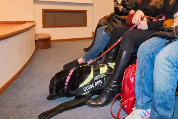 Thessaloniki, Yunanistan - 9 Mart 2018: rehber köpek Zannas sinemada güneşlikler için özel bir tarama sırasında sinema oturan ile kör adam