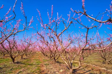 Orchard şeftali ağaçlarının baharda çiçek açmış. Drone ile hava atış