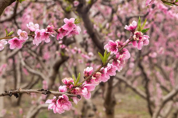 Orchard of peach trees bloomed in spring. — Stock Photo, Image