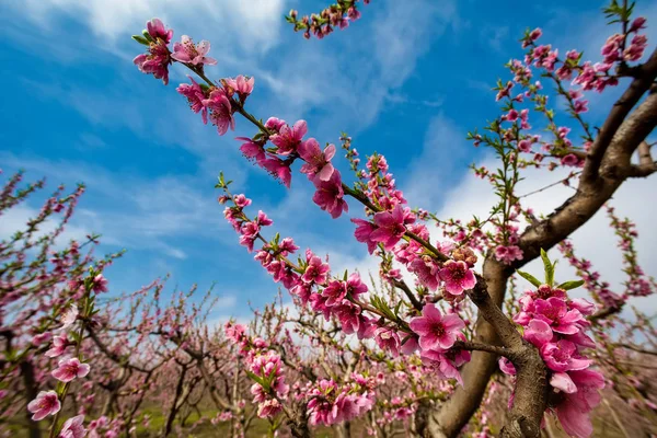 Orchard of peach trees bloomed in spring. — Stock Photo, Image