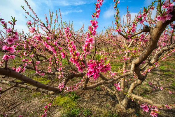 Orchard of peach trees bloomed in spring. — Stock Photo, Image