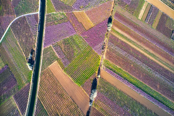Huerto de duraznos floreció en primavera. Tiro aéreo con dron — Foto de Stock