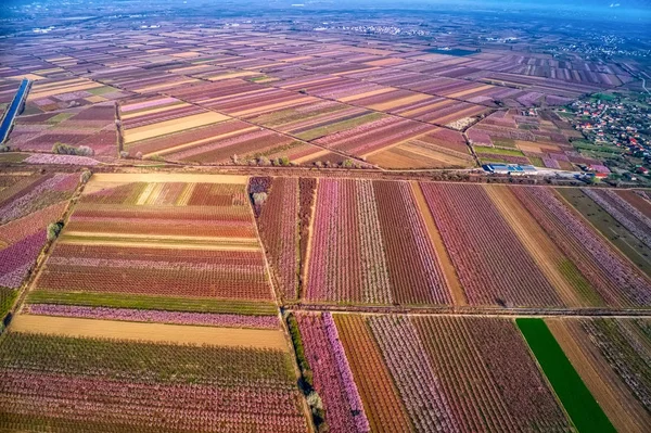 Orchard of peach trees bloomed in spring.Aerial shot with drone — Stock Photo, Image